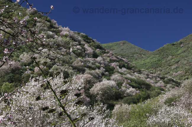 Foto, Mandelblüte Falkenschlucht